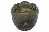 Wide, Curled Pedinopariops Trilobite - Excellent Eye Facets #372398-1